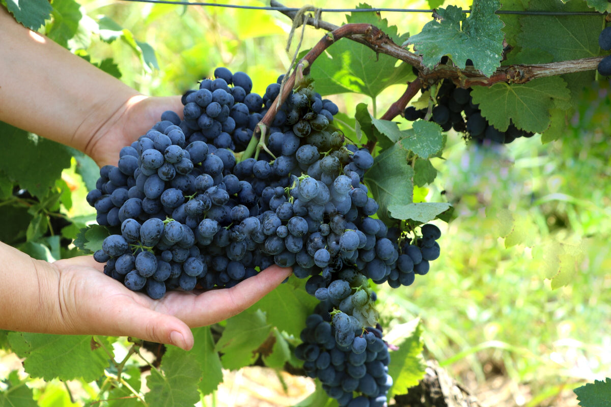 Saperavi on the vine at Periani