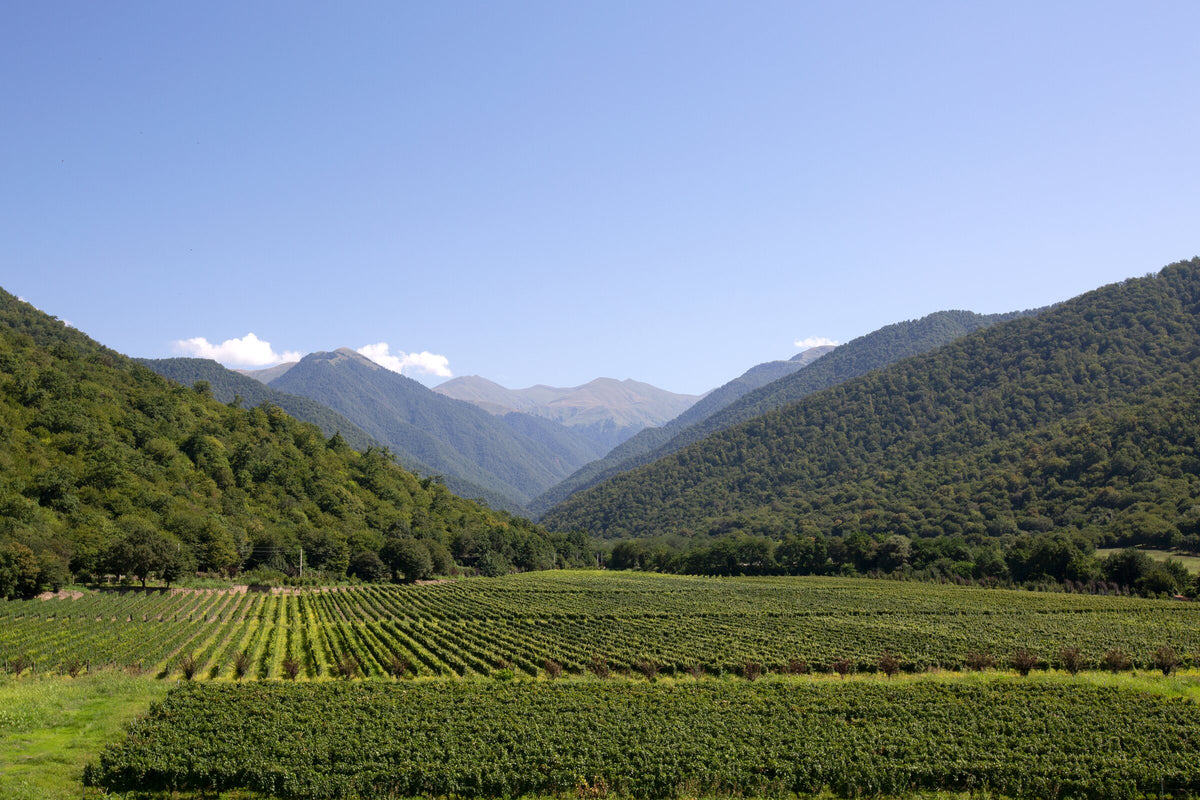 Vineyards below the Caucasus in Kakheti