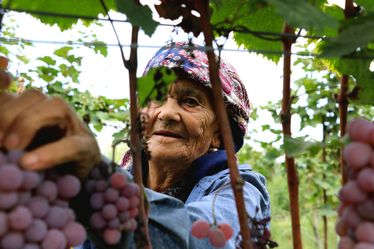 A picker among the vines at Periani during harvest